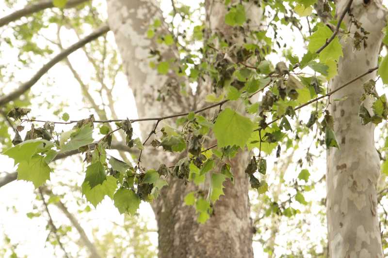 Sycamore Anthracnose